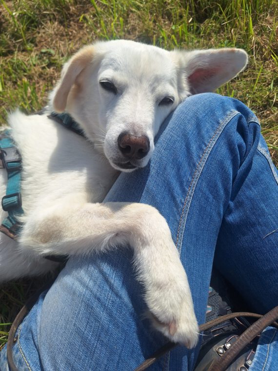 weißer Hund der sich vertrauensvoll ankuschelt